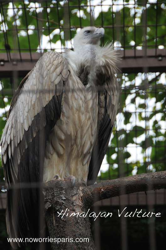 HimalayanVulture_Paris