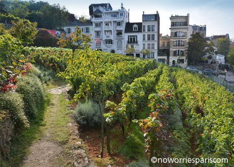 montmartre vineyard